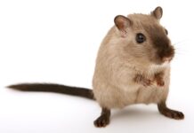 Czy myszy słyszą ultradźwięki?